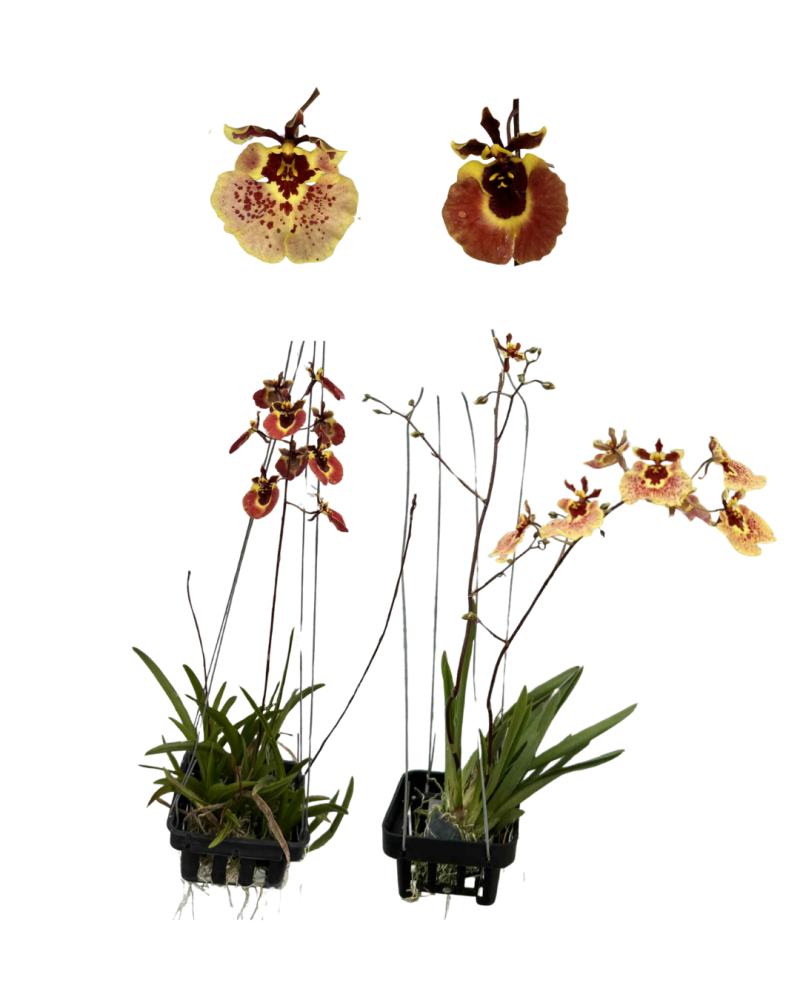tolumnia-spp-orchids