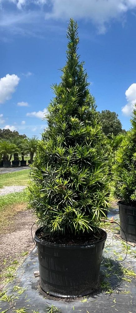 topiary-cone