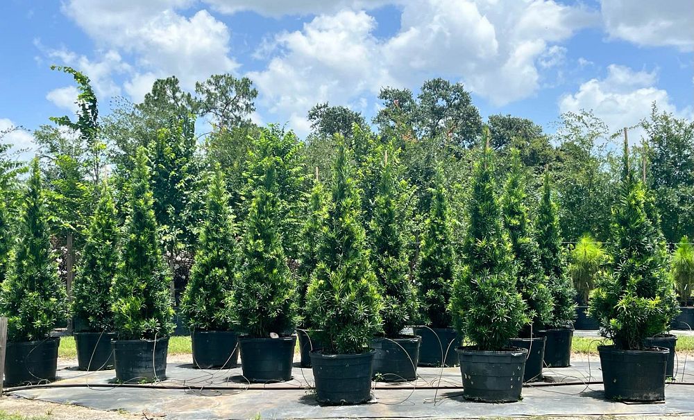 topiary-cone