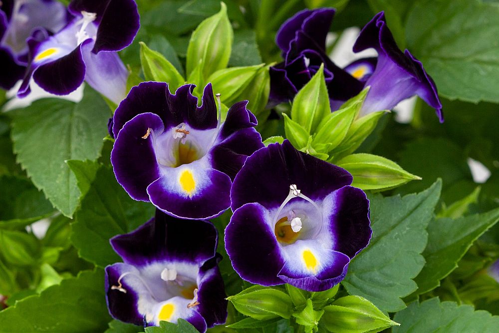 torenia-deep-blue-wishbone-flower