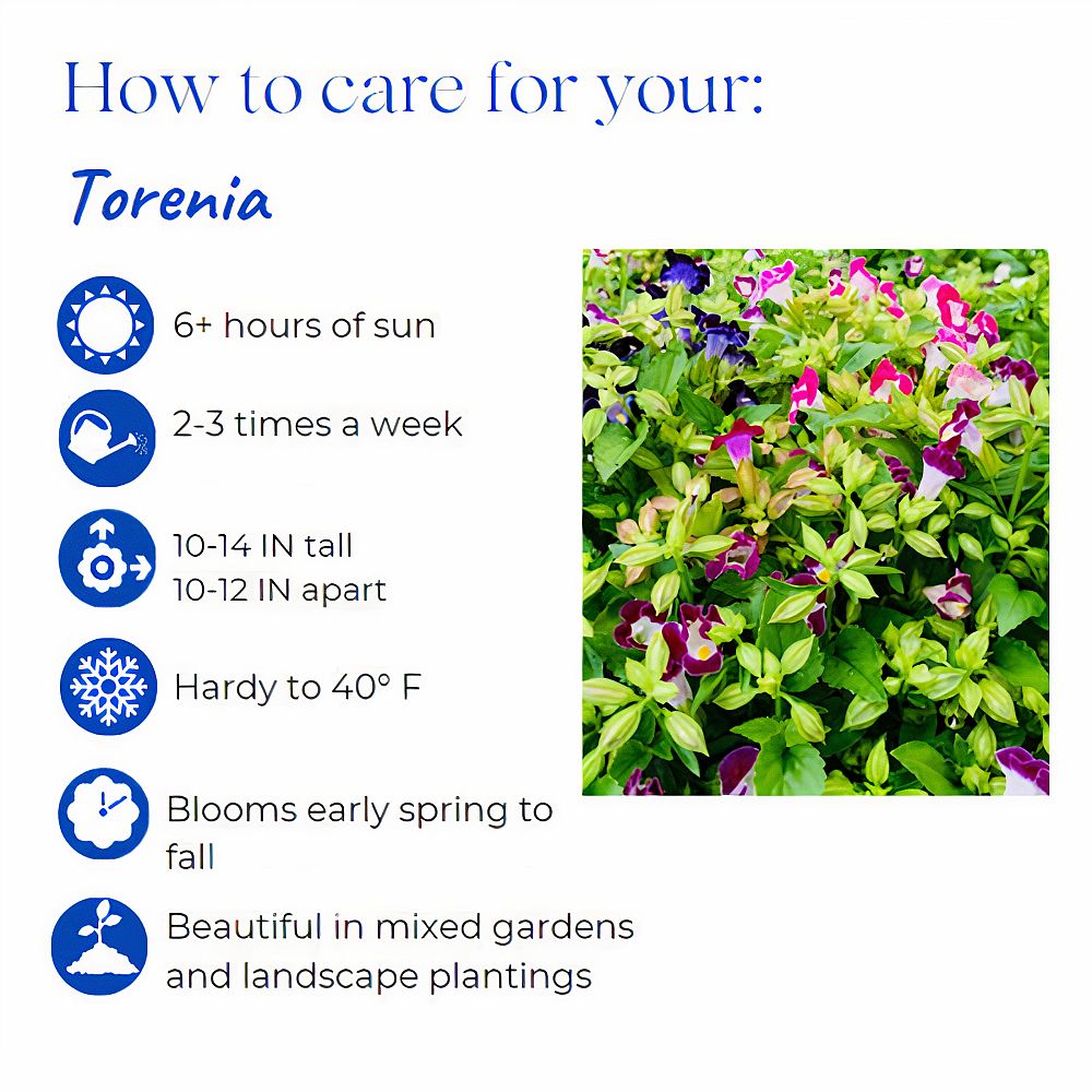torenia-deep-blue-wishbone-flower