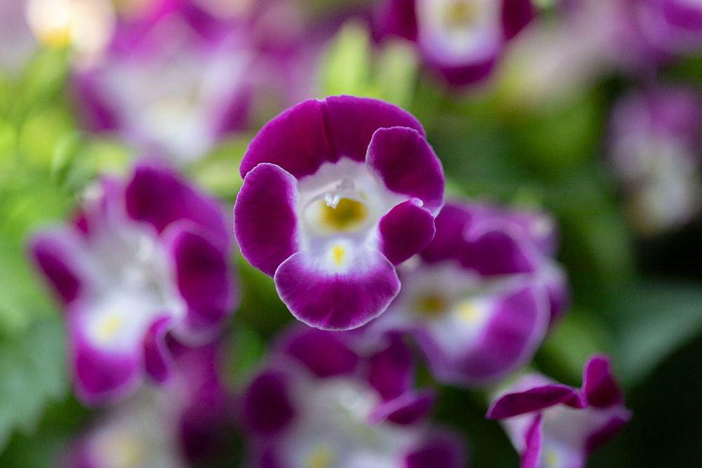 torenia-magenta-wishbone-flower