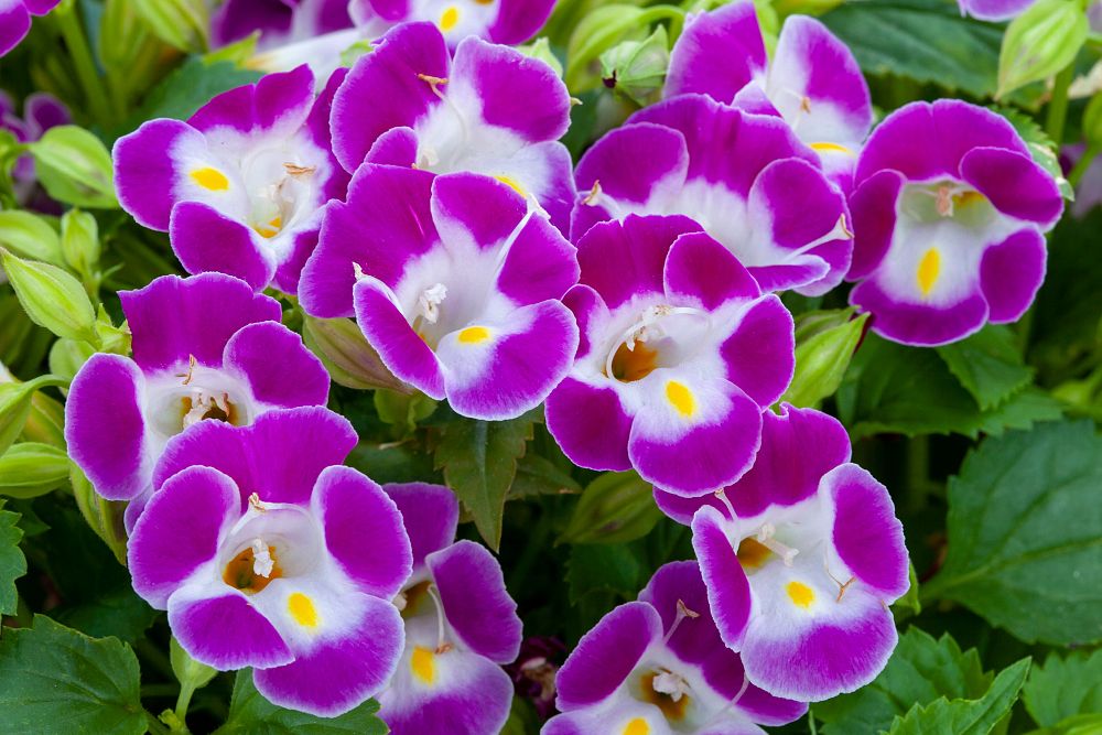 torenia-magenta-wishbone-flower