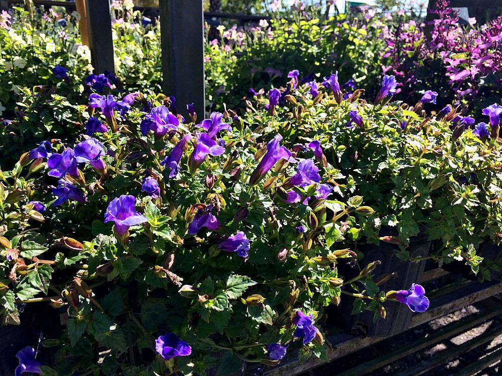 torenia-wishbone-flower