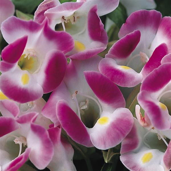torenia-wishbone-flower