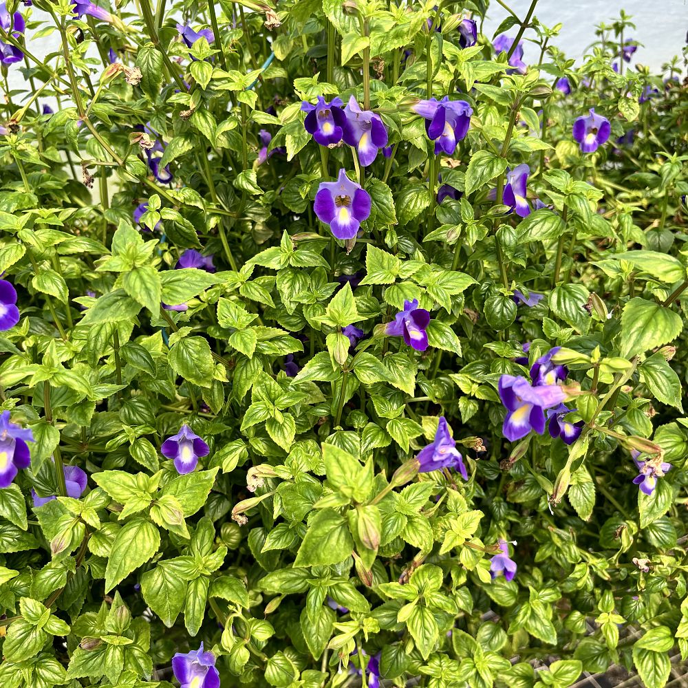 torenia-wishbone-flower