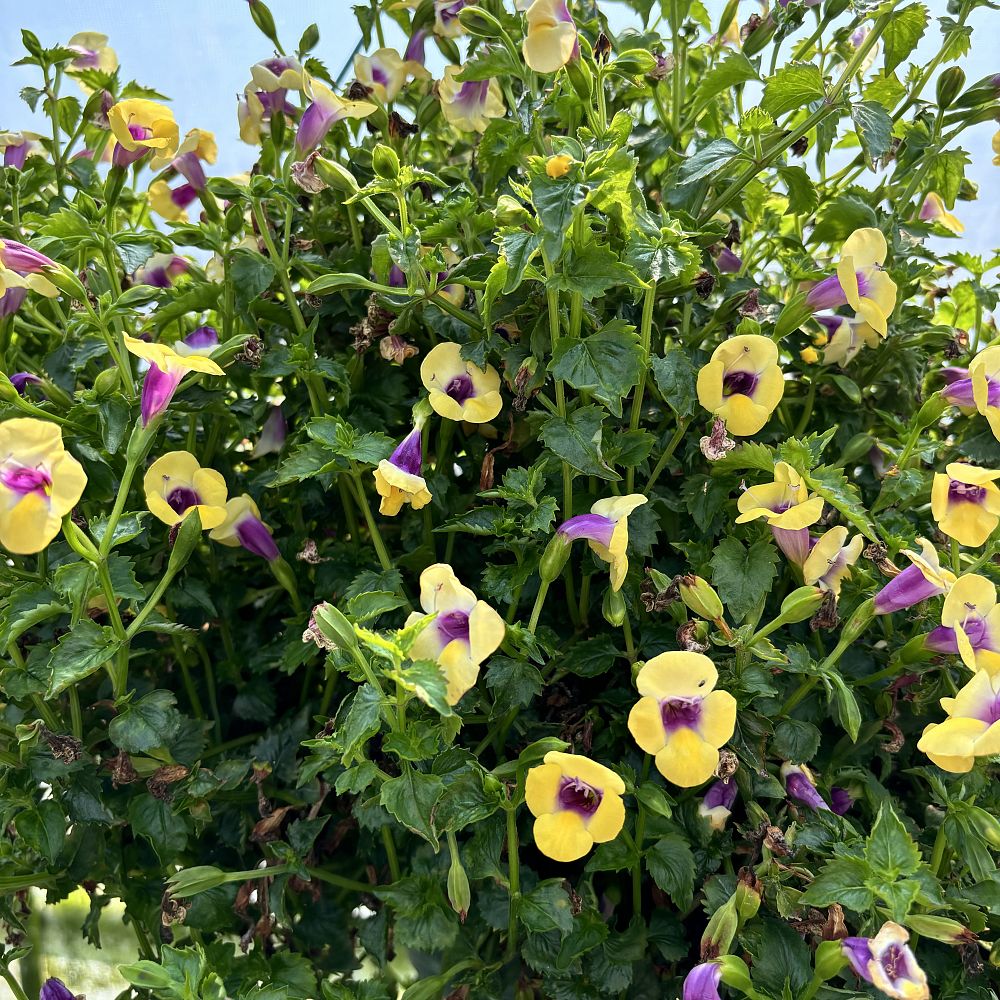torenia-wishbone-flower