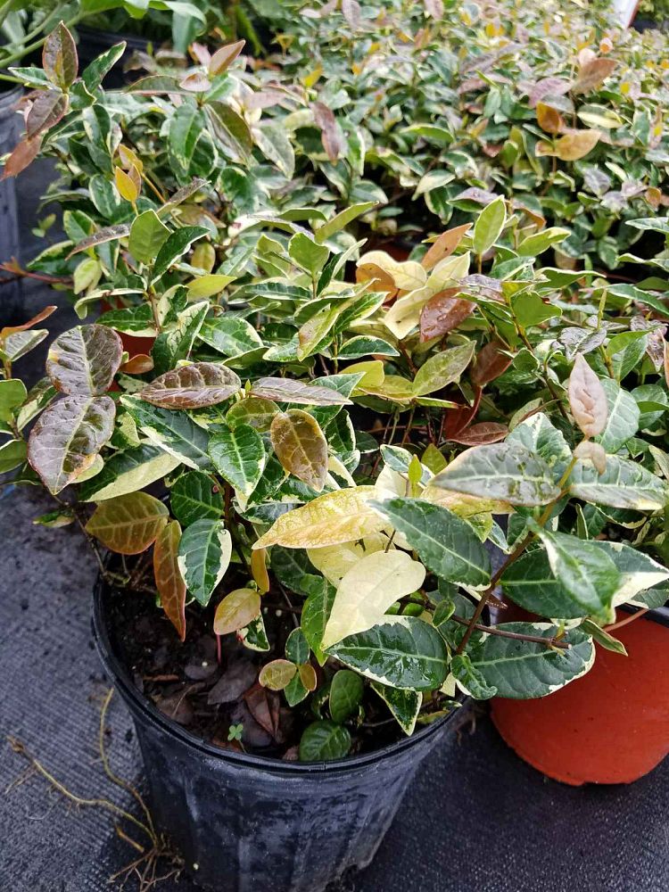 trachelospermum-asiaticum-angyo-asiatic-jasmine