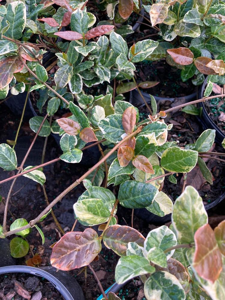 trachelospermum-asiaticum-angyo-asiatic-jasmine