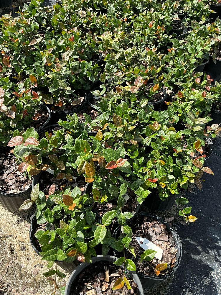 trachelospermum-asiaticum-angyo-asiatic-jasmine