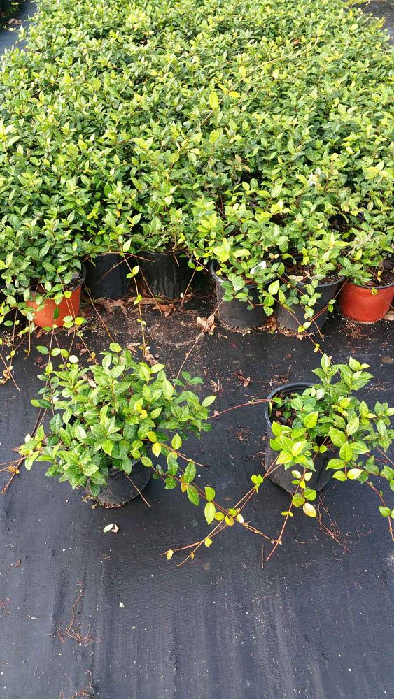 trachelospermum-asiaticum-asiatic-jasmine