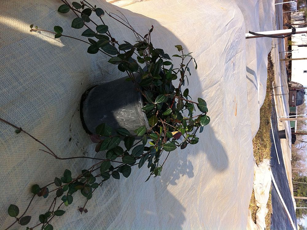 trachelospermum-asiaticum-asiatic-jasmine