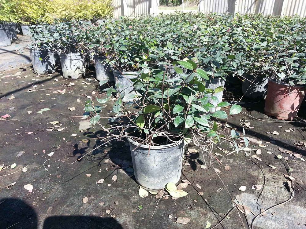 trachelospermum-asiaticum-asiatic-jasmine
