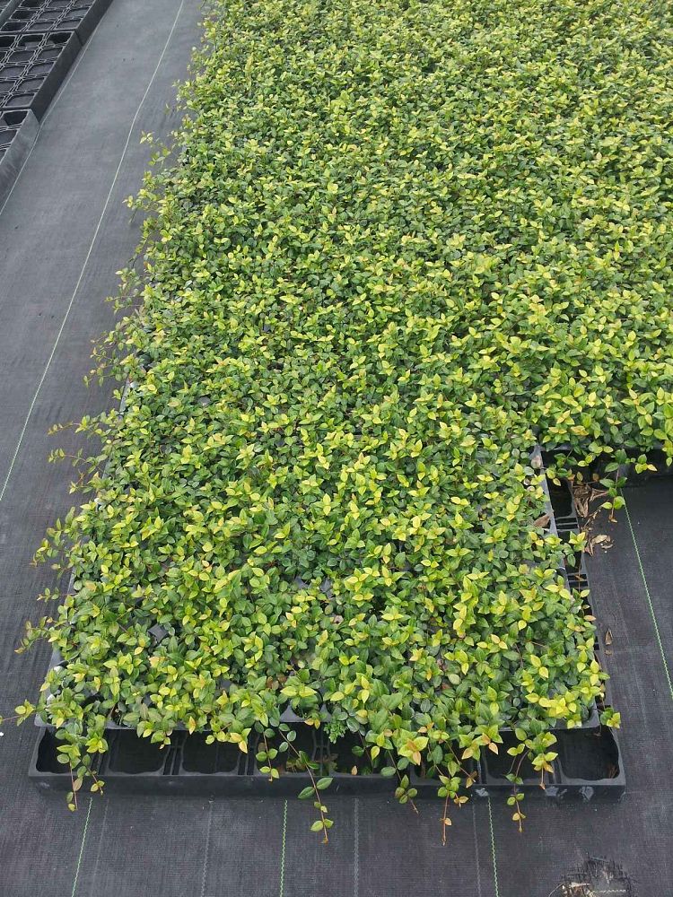 trachelospermum-asiaticum-asiatic-jasmine