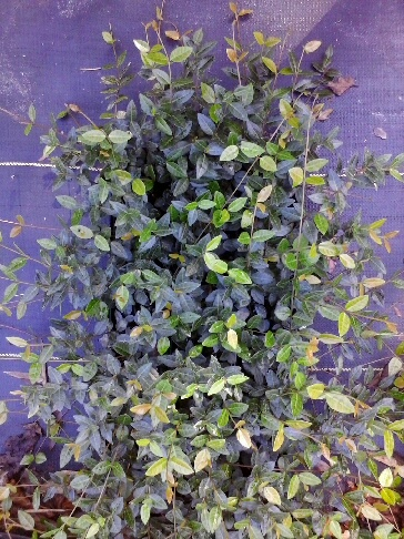 trachelospermum-asiaticum-asiatic-jasmine