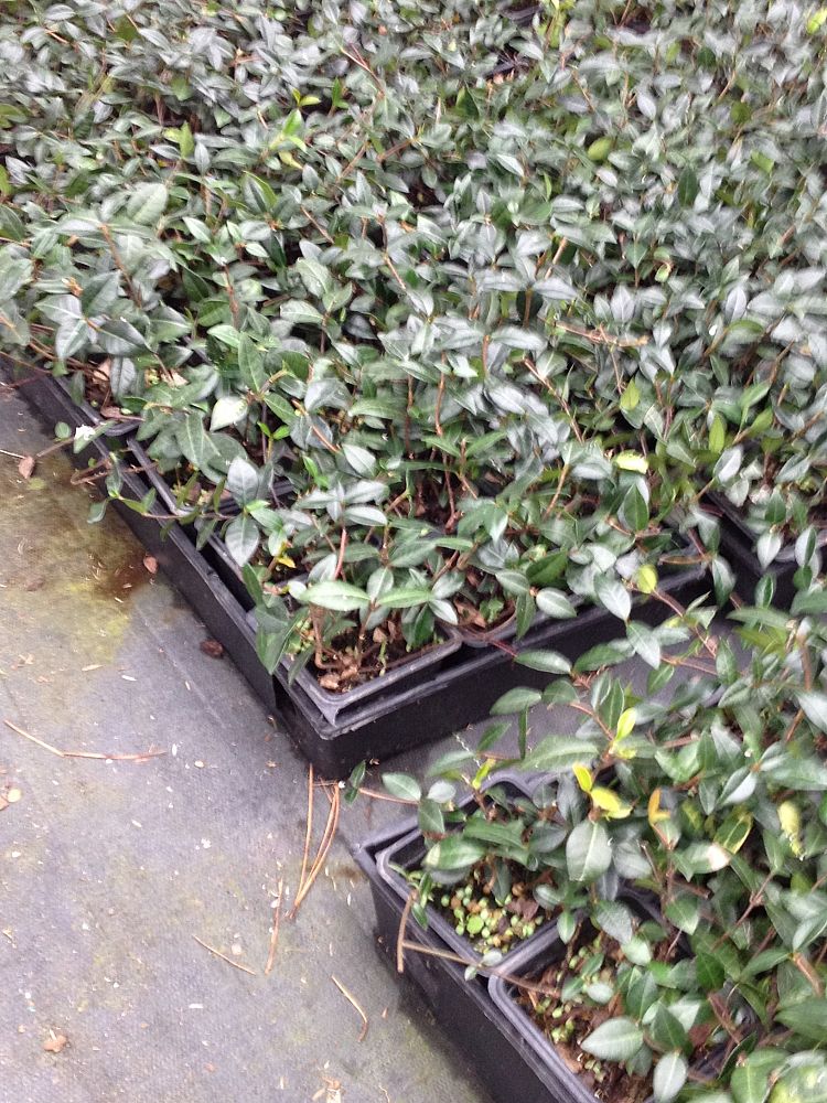 trachelospermum-asiaticum-asiatic-jasmine