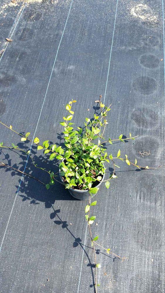 trachelospermum-asiaticum-asiatic-jasmine