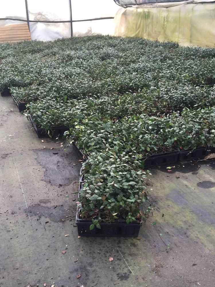 trachelospermum-asiaticum-asiatic-jasmine