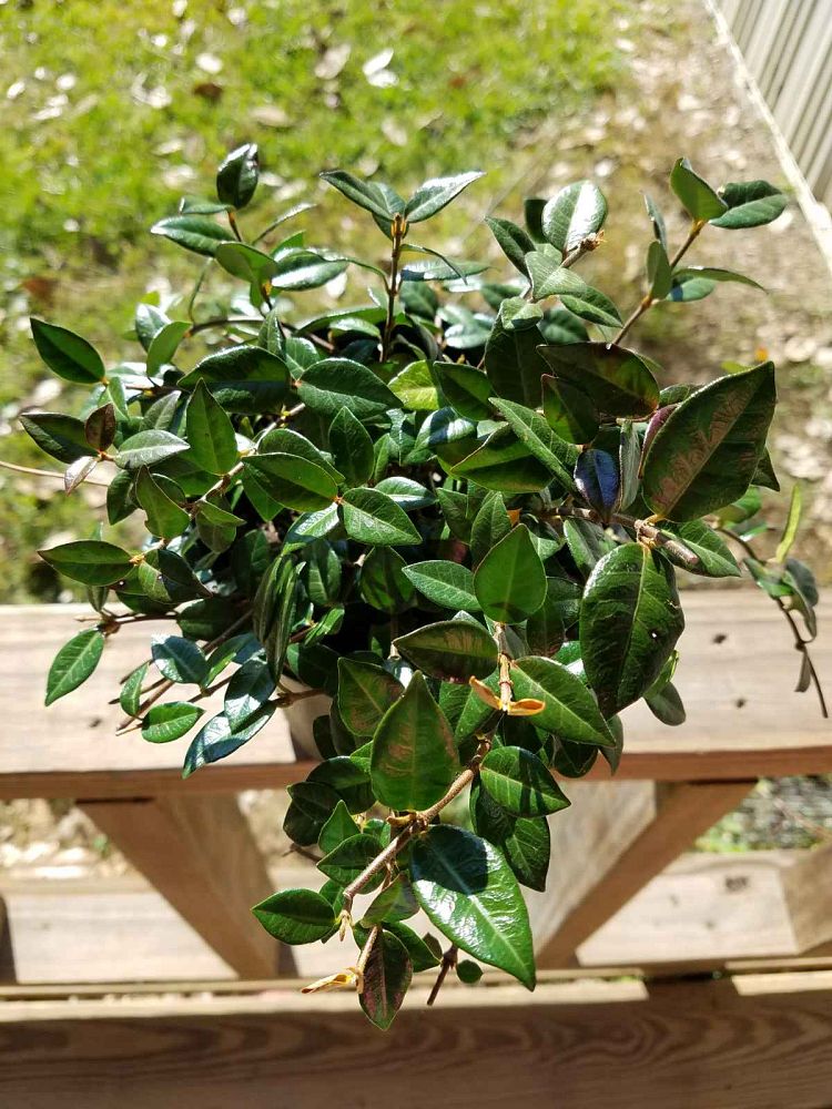 trachelospermum-asiaticum-asiatic-jasmine