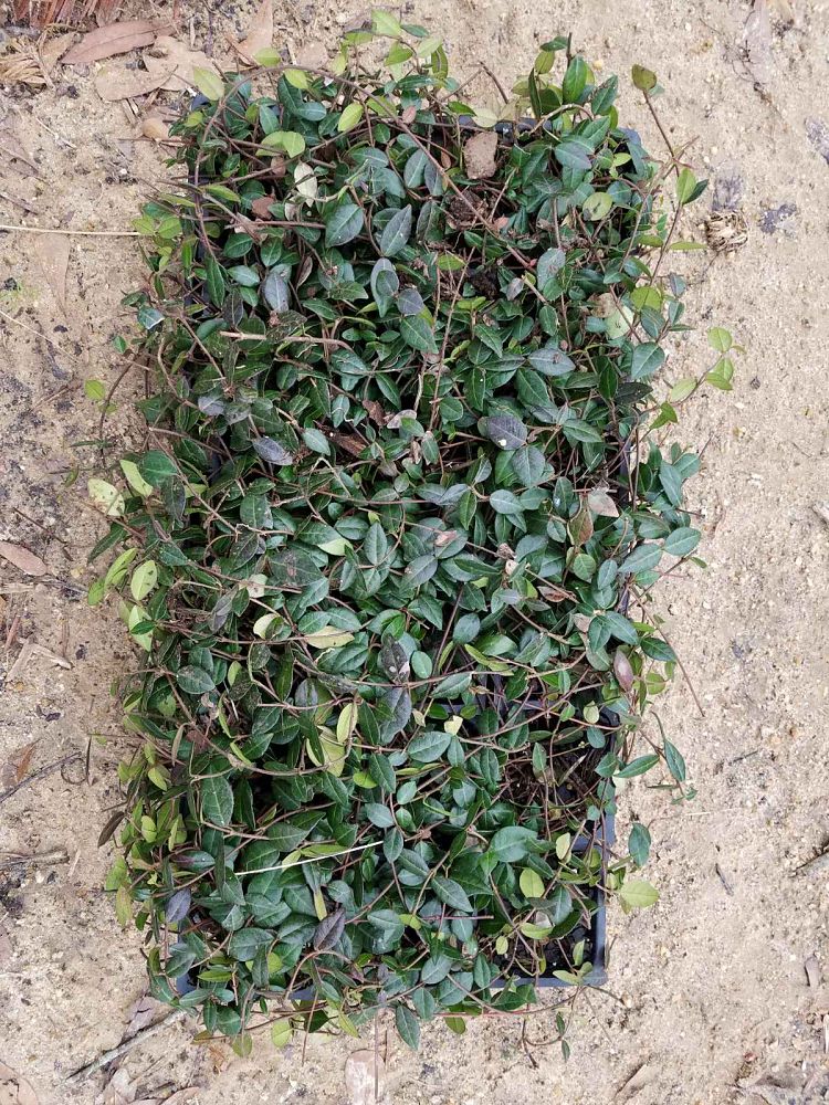 trachelospermum-asiaticum-asiatic-jasmine