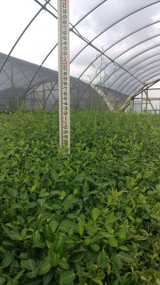 trachelospermum-asiaticum-asiatic-jasmine