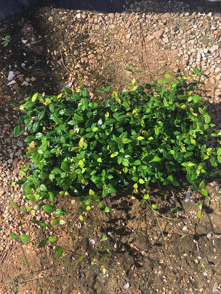 trachelospermum-asiaticum-asiatic-jasmine