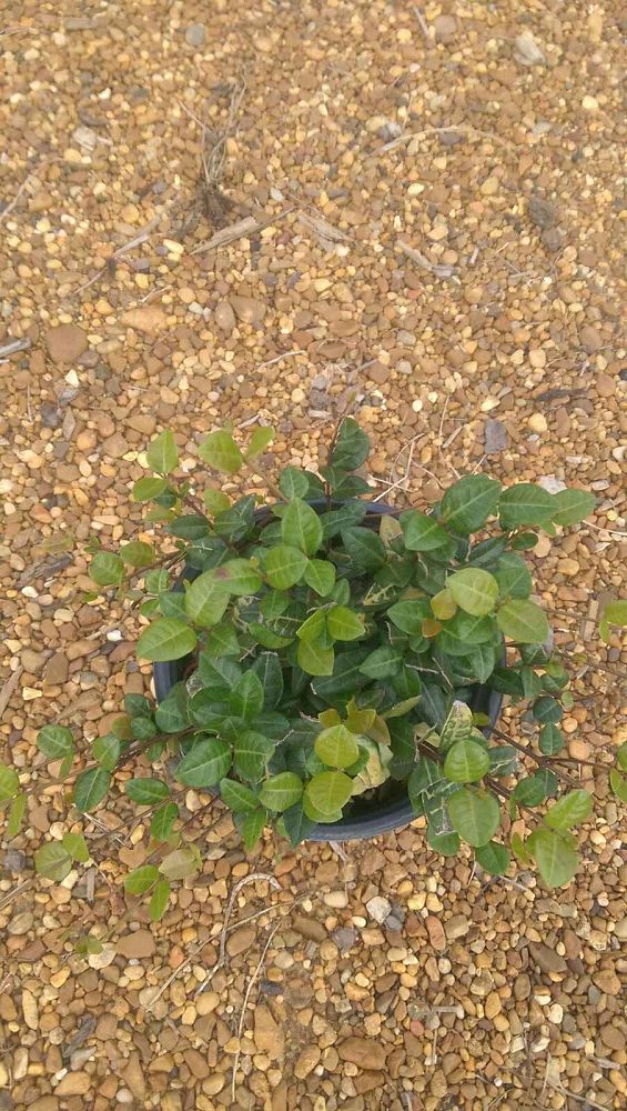 trachelospermum-asiaticum-asiatic-jasmine