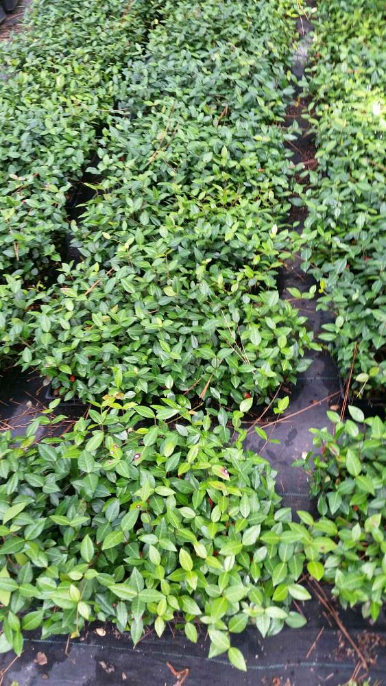 trachelospermum-asiaticum-asiatic-jasmine