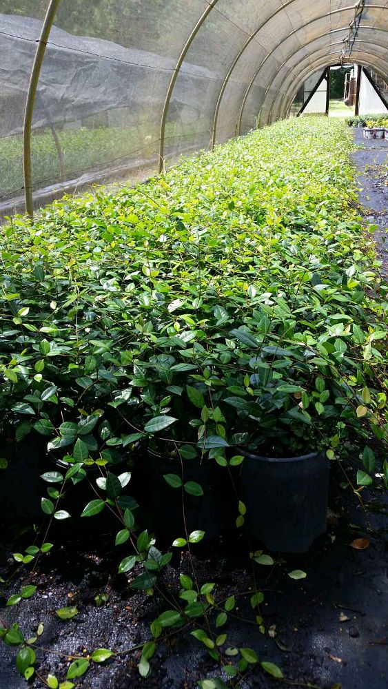 trachelospermum-asiaticum-asiatic-jasmine