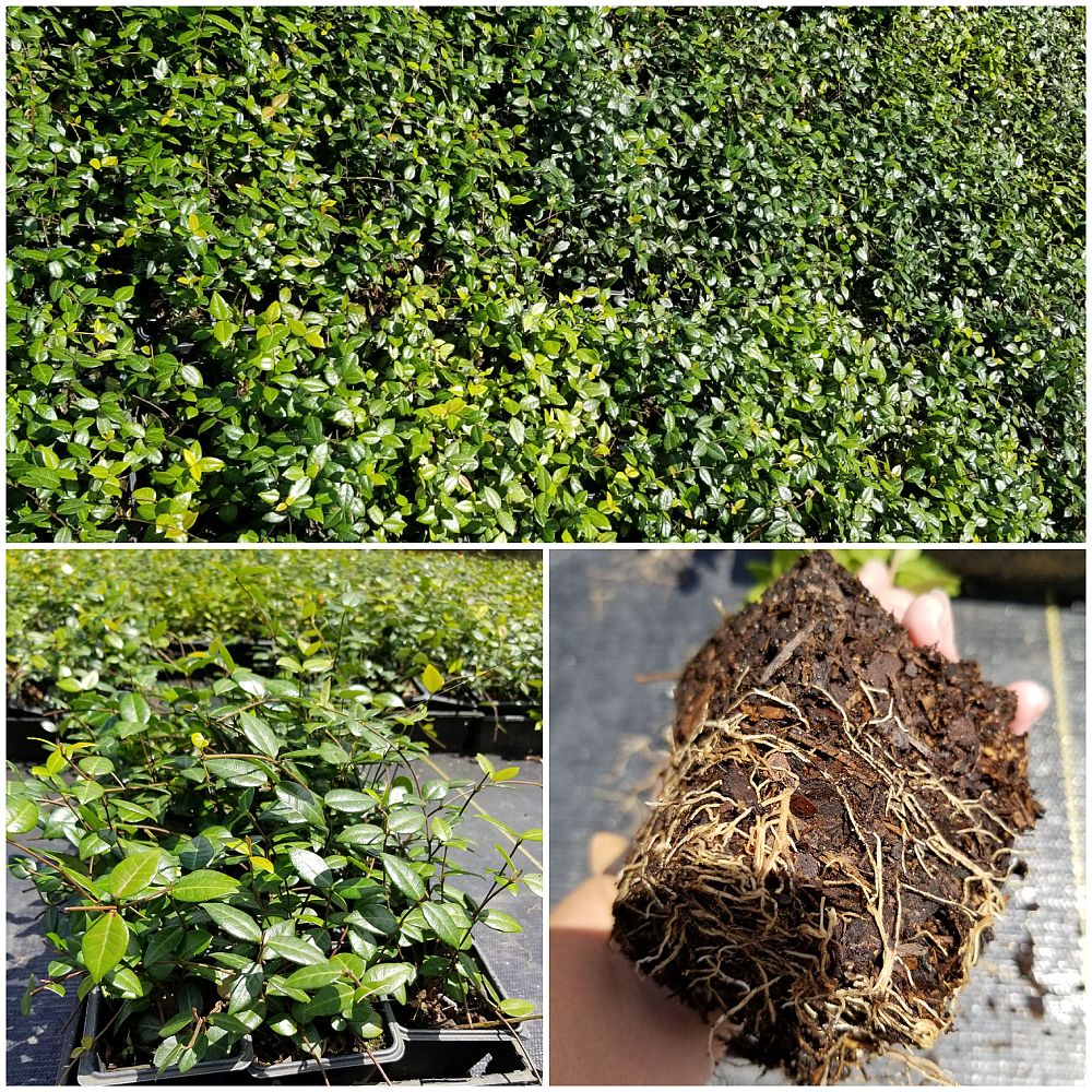 trachelospermum-asiaticum-asiatic-jasmine