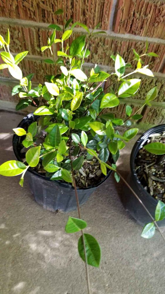 trachelospermum-asiaticum-asiatic-jasmine
