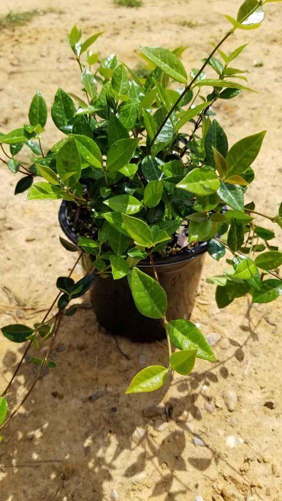 trachelospermum-asiaticum-asiatic-jasmine