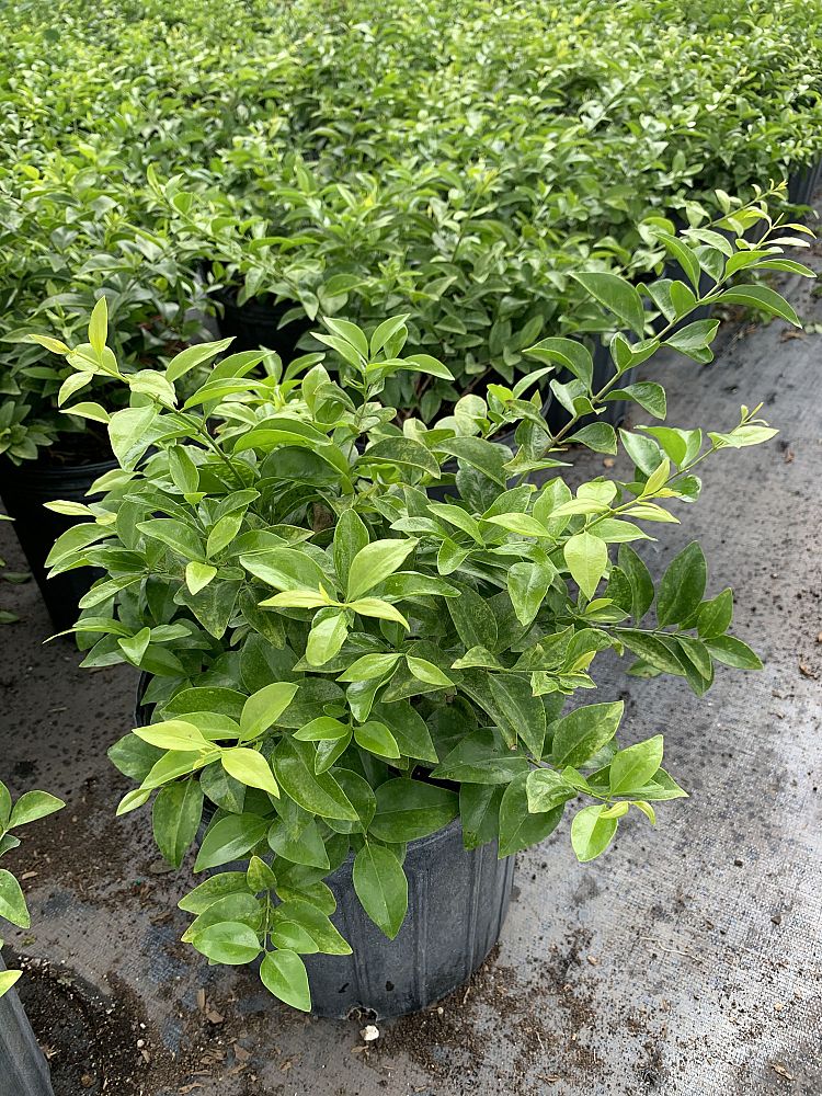 trachelospermum-asiaticum-asiatic-jasmine