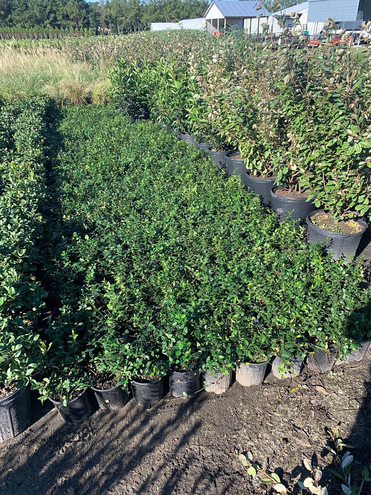 trachelospermum-asiaticum-asiatic-jasmine
