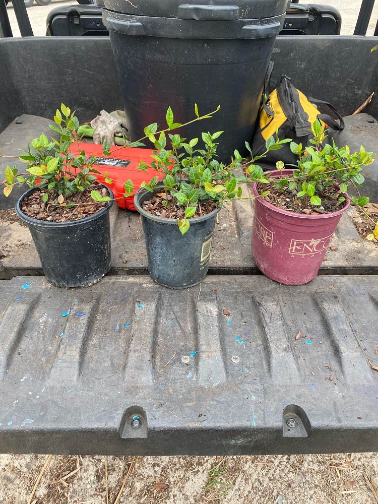 trachelospermum-asiaticum-asiatic-jasmine