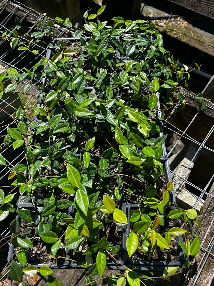 trachelospermum-asiaticum-asiatic-jasmine