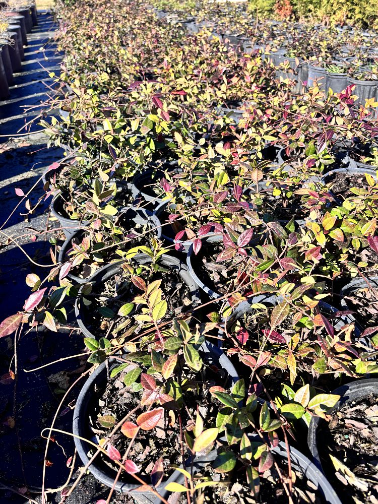 trachelospermum-asiaticum-asiatic-jasmine