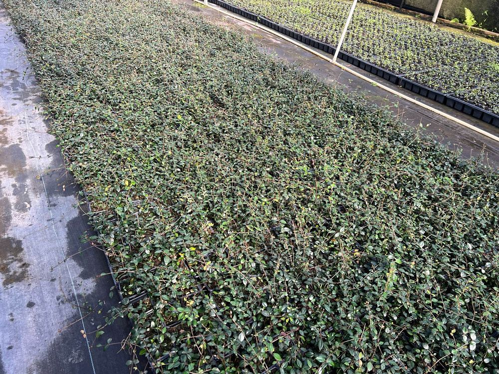 trachelospermum-asiaticum-asiatic-jasmine