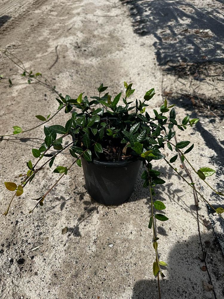 trachelospermum-asiaticum-asiatic-jasmine