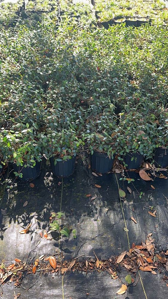 trachelospermum-asiaticum-asiatic-jasmine