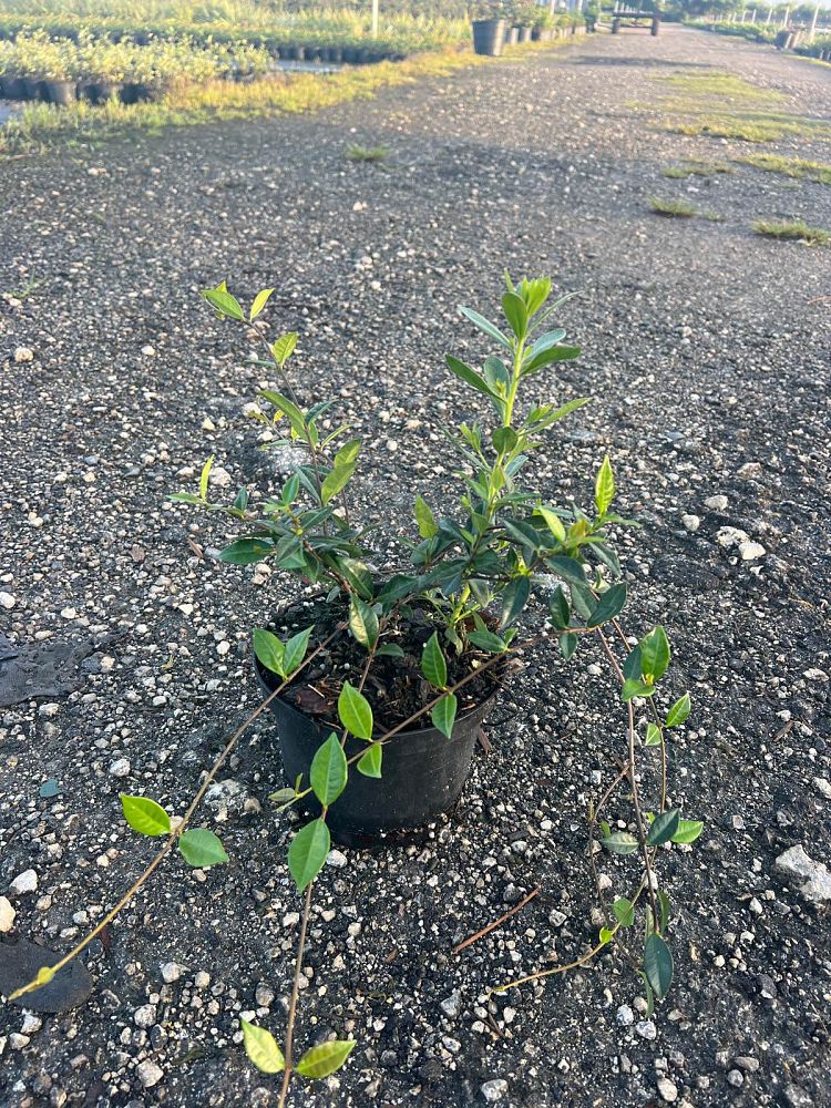 trachelospermum-asiaticum-asiatic-jasmine