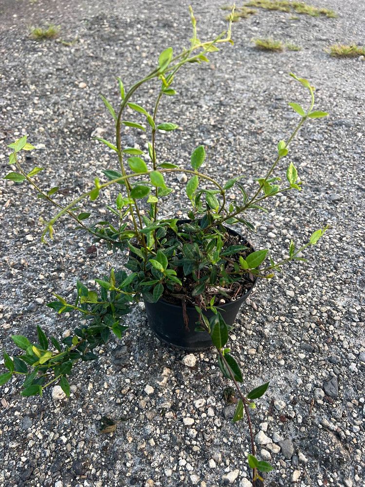 trachelospermum-asiaticum-asiatic-jasmine