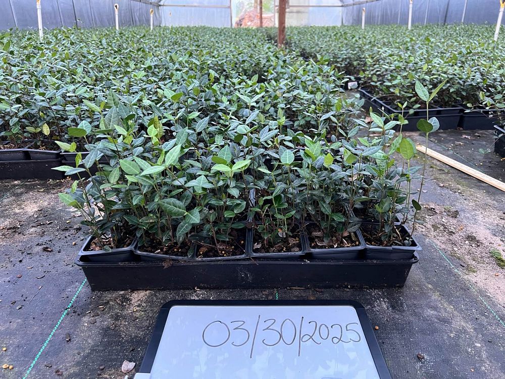 trachelospermum-asiaticum-asiatic-jasmine