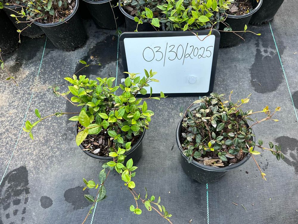 trachelospermum-asiaticum-asiatic-jasmine