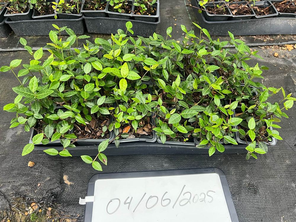 trachelospermum-asiaticum-asiatic-jasmine