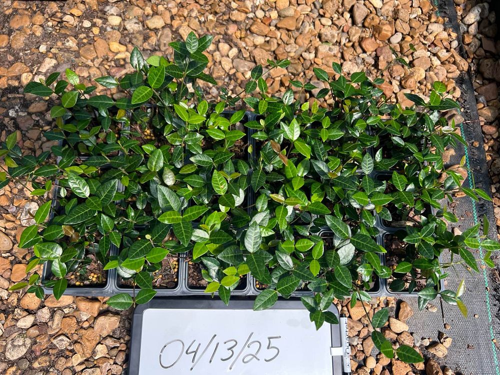 trachelospermum-asiaticum-asiatic-jasmine