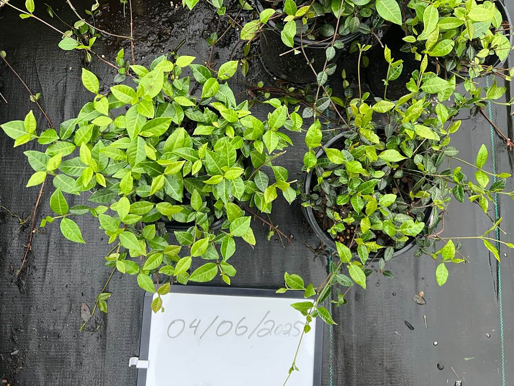 trachelospermum-asiaticum-asiatic-jasmine