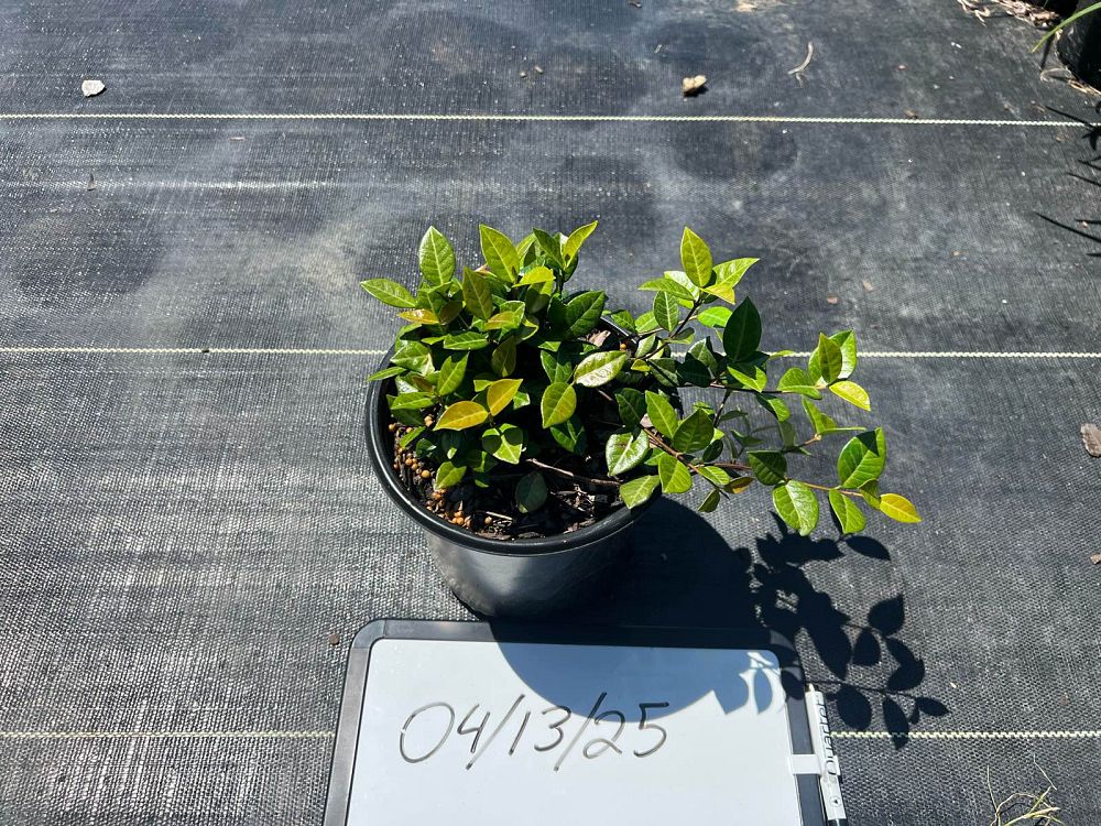 trachelospermum-asiaticum-asiatic-jasmine