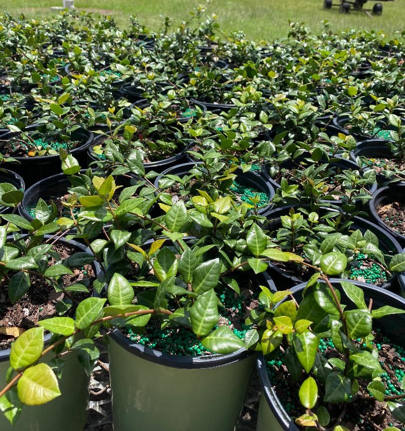 trachelospermum-asiaticum-asiatic-jasmine