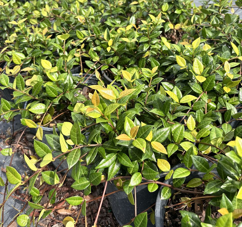trachelospermum-asiaticum-asiatic-jasmine